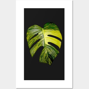 MONSTERA AUREA VARIEGATA Posters and Art